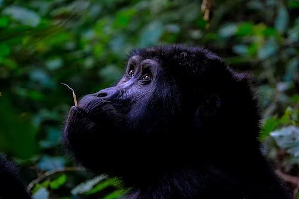Harper Adams Üniversitesi'nden Doktor Ellen Williams "Çalışmamız bize ziyaretçilerin tutsak primatların davranışlarını etkileyebilecek çeşitli yolları gösterdi.” diyor.