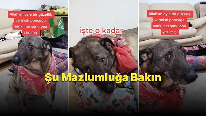 Sokaktan Kurtarılan Ponçuk İsimli Köpeğin Aşırı Masum Görüntülerini İzlerken Kalbiniz Eriyecek