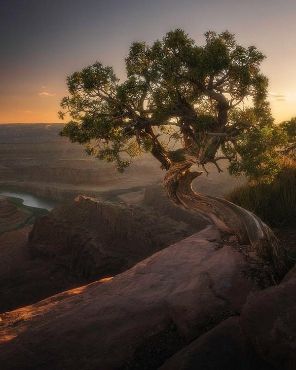 10. Utah'taki uçurum kenarında bulunan ağacın güzelliği.😍