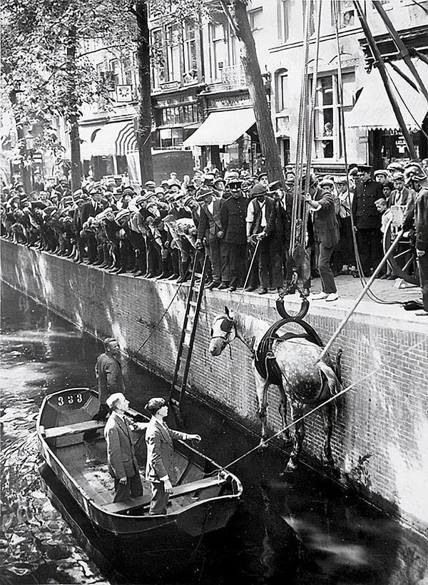 3. 1929 yılında Amsterdam kanaldan kurtarılan at: