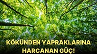 Ağaçların Emdiği Yeraltı Sularını Yapraklarına Taşımak İçin Ne Kadar Güç Harcadığını Biliyor muydunuz?