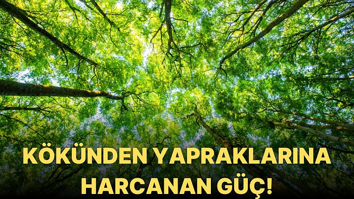 Ağaçların Emdiği Yeraltı Sularını Yapraklarına Taşımak İçin Ne Kadar Güç Harcadığını Biliyor muydunuz?