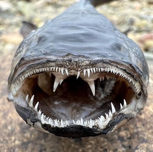 11. Bir kurbağa balığının ağzının içi: