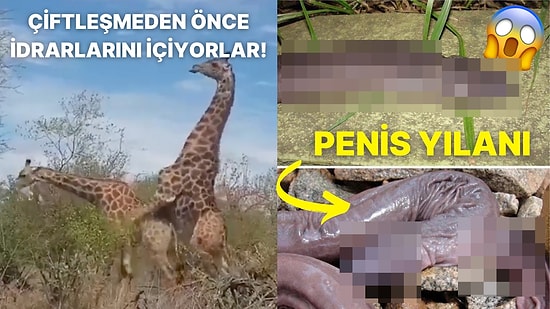 Doğanın Korkutucu Yüzünü İliklerinize Kadar Hissetmenize Sebep Olacak Birbirinden Ürkütücü 15 Yeni Fotoğraf