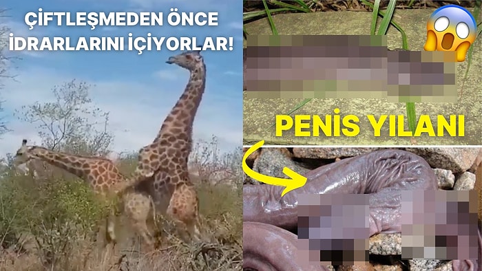 Doğanın Korkutucu Yüzünü İliklerinize Kadar Hissetmenize Sebep Olacak Birbirinden Ürkütücü 15 Yeni Fotoğraf