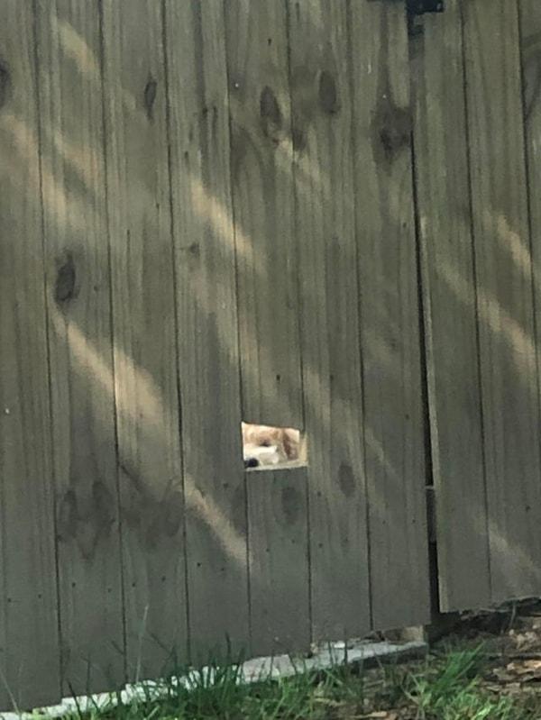 9. "Komşum, köpeğinin dışarıyı görebilmesi için çitine delik açtı."