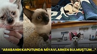 Kendilerine Ömürlük Bir Yuva Bulan Tüylü Dostlarımızın İçinizi Isıtacak Öncesi / Sonrası Fotoğrafları