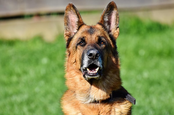 Masum çoban köpekleri.