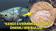 Araştırmacılardan Büyük Keşif! İlkel Bir Balık Türünde Dünyanın En Eski Kalbi Bulundu