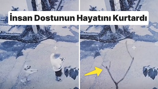 Ağaçtan Düşen Dal Parçasını Fark Edip İttiği İnsan Dostunun Hayatını Kurtaran Kahraman Köpek