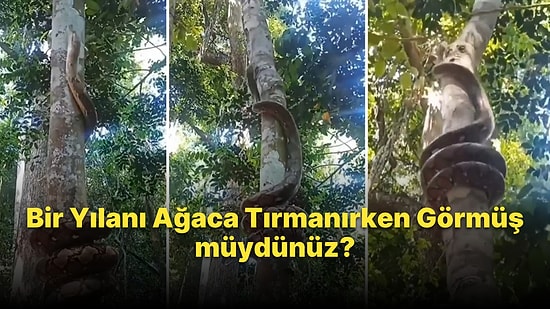 Daha Önce Bir Yılanı Ağaca Tırmanırken Görmüş müydünüz?