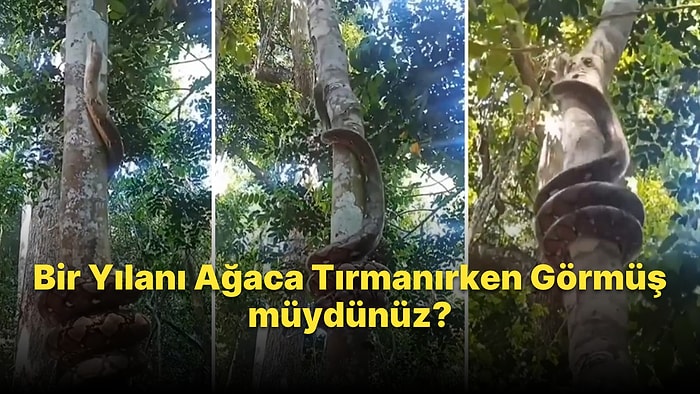 Daha Önce Bir Yılanı Ağaca Tırmanırken Görmüş müydünüz?