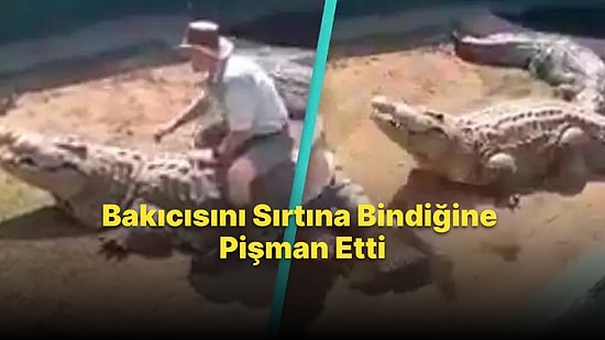 Üzerine At Biner Gibi Binen Bakıcısını Pişman Eden Timsahın Hareketi Yürekleri Ağza Getirdi