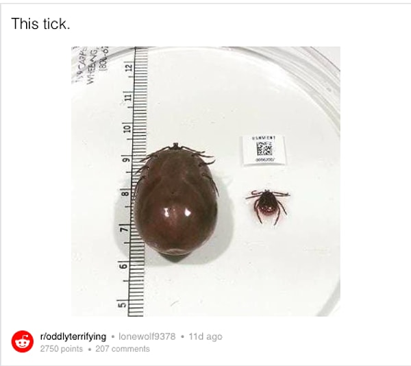 Этот набухший клещ: