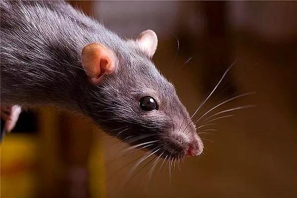 14. Fareler, zor durumda olan veya sıkışmış olan diğer fareleri bu rahatsız edici pozisyondan kurtarmaya çalışırlar.