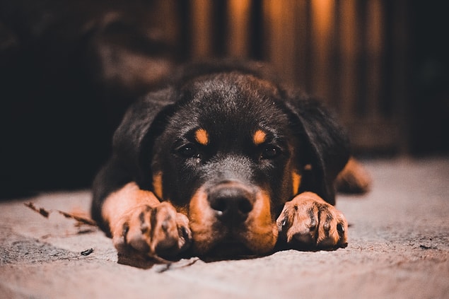 8. Y a-t-il des différences entre les mâles et les femelles Rottweilers ?