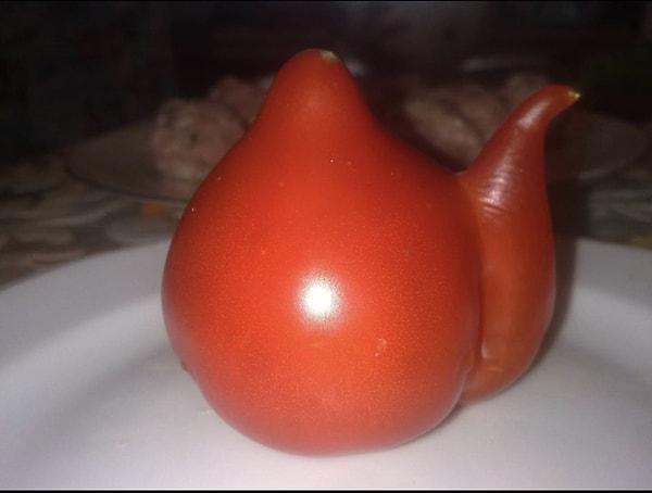 19. Çaydanlık şeklinde domates: