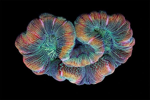 "Trachyphyllia" adlı beyin mercanı: