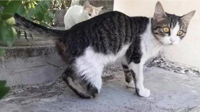 Cinci Hoca İddiası: Gaziantep'te Kedilerin Ayaklarını Kestiler