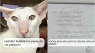 Karadenizli Yapay Kediden Rakamsız Matematik Dersine Son 24 Saatin Viral Tweetleri