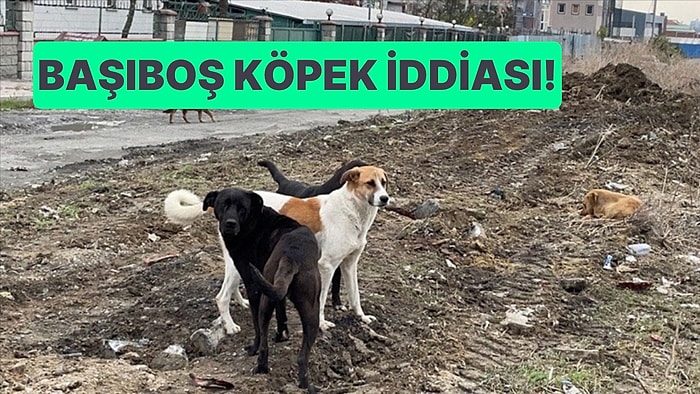 65 Yaşındaki Kadın, Köpek Saldırısı Sonucu Hayatını Kaybetti...