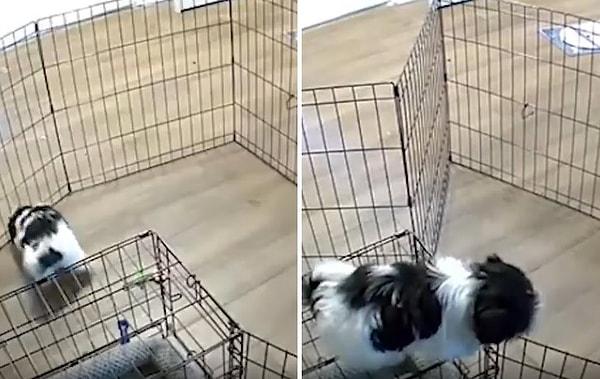 İçinde bulunduğu kafesten kurtulmak için zekice hamleler yapan köpeğin o anları evdeki güvenlik kamerası tarafından kaydedildi.