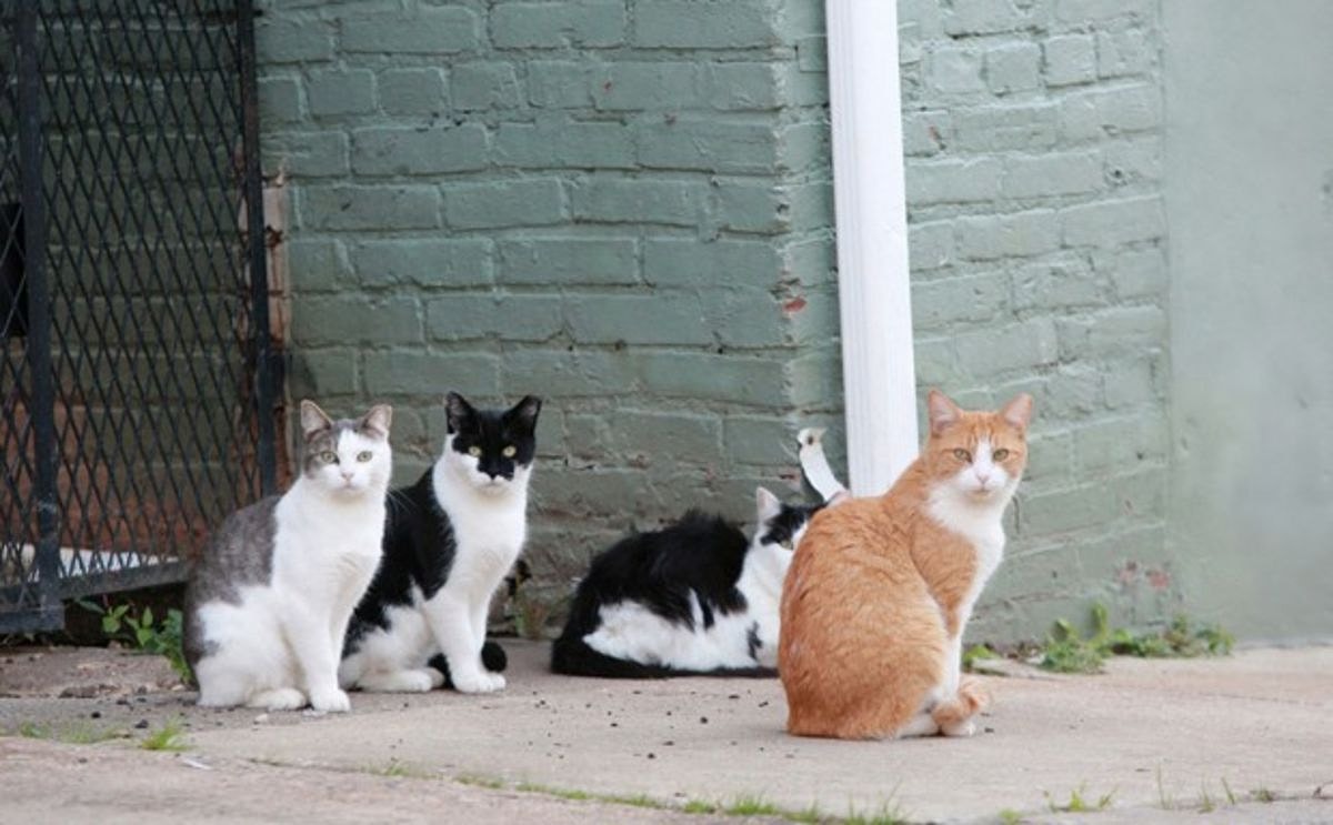 Onlarca Hayvana Ev Sahipliği Yapan Steve Greig'in Hem İçinizi Isıtacak