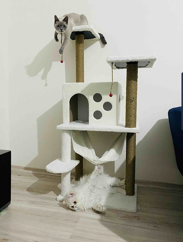 6. Kedinize özel bir alan için kedi evi...