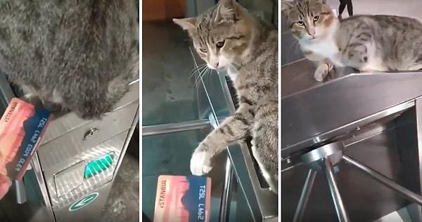 Metroya binmek için İstanbul Kartını okutmak isteyen gence zorluk çıkartan kedinin o anları gündem oldu.