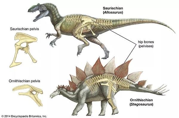 3. Dinozorlar iki ana kategoriye ayrılır.