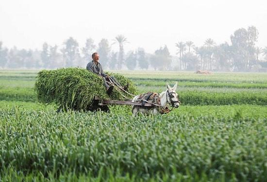 Tech Startups are Finding Ways to Save Egypt’s Farmers from Climate Change