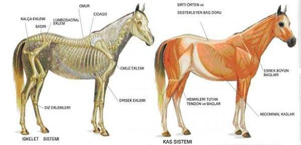 Atın bacağının anatomik yapısı.