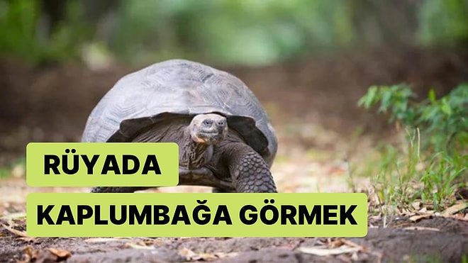 Rüyada Kaplumbağa Görmek Ne Anlama Gelir? Kaplumbağa Yavrusu, Isırması, Büyük ve Ölü Kaplumbağa Tabirleri