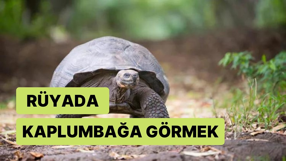 Rüyada Kaplumbağa Görmek: Kaplumbağanın Bilgeliği Size Ne Getiriyor?