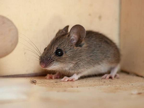 Protein kodlayan genler söz konusu olduğunda, fareler insanlara %85 oranında benzer.