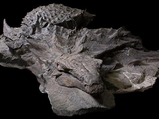 Dinosaur ‘Mummies’ Are Real And They Aren’t That Strange