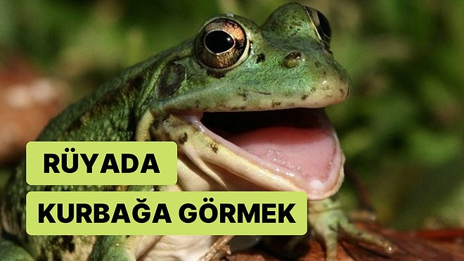 Rüyada Kurbağa Görmek Ne Anlama Gelir? Kurbağa Sesi, Yeşil, Büyük ve Küçük Kurbağa, Kurbağa Avlamak Tabirleri