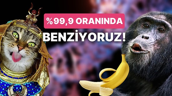 İnsan Irkının Genetik Olarak Benzediği Canlıları Öğrenince Şaşkınlıktan Küçük Dilinizi Yutacaksınız!