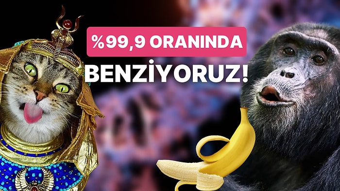 İnsan Irkının Genetik Olarak Benzediği Canlıları Öğrenince Şaşkınlıktan Küçük Dilinizi Yutacaksınız!