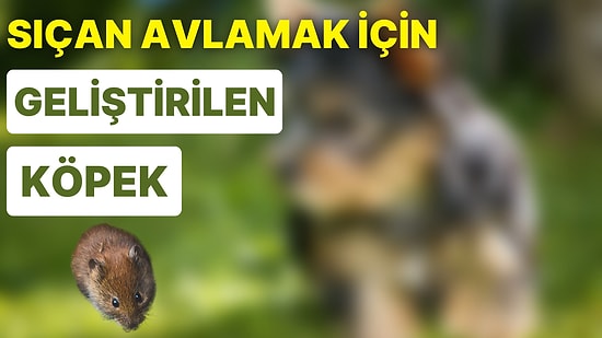 Boyuna Bakmadan Sürekli Belaya ve Maceraya Hazır ve Nazır Olan Yorkshire Terrier'ın Bilinmeyen Yönleri