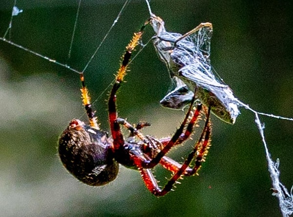 4. Sinek avlayan korkutucu bir örümcek: