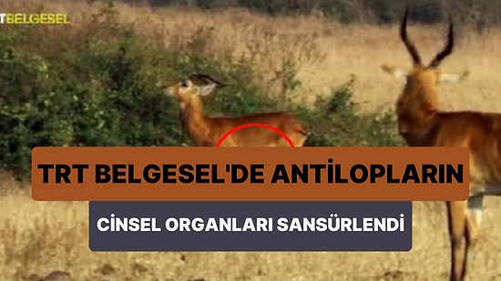 TRT Belgesel'de Antilopların Cinsel Organlarının Sansürlendiği İddia Edildi!