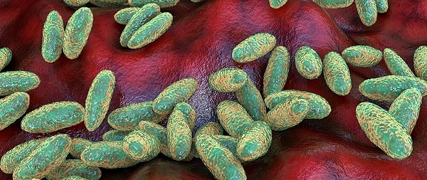 Y. pestis gibi patojenler, bağışıklık sistemleri belirli özellikleri taşıyan bireyleri koruyarak insan bağışıklık sisteminin evrimini şekillendirmiştir.