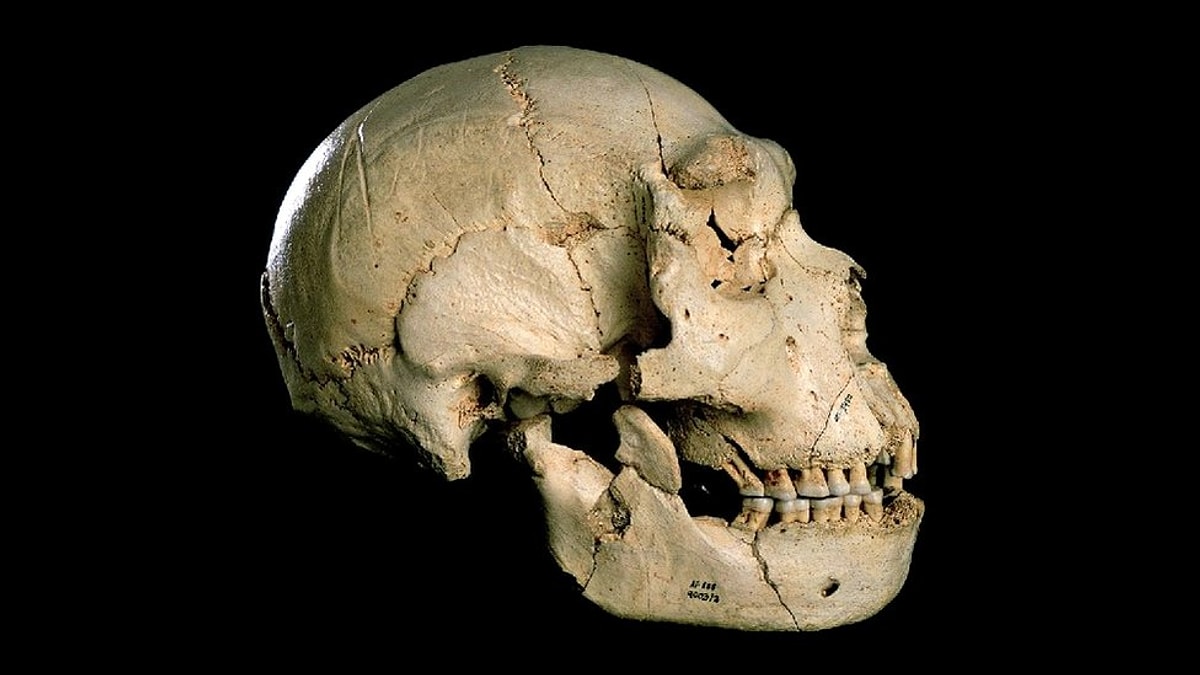 Череп неандертальца. Гейдельбергский человек (homo Heidelbergensis). Гейдельбергский человек череп.