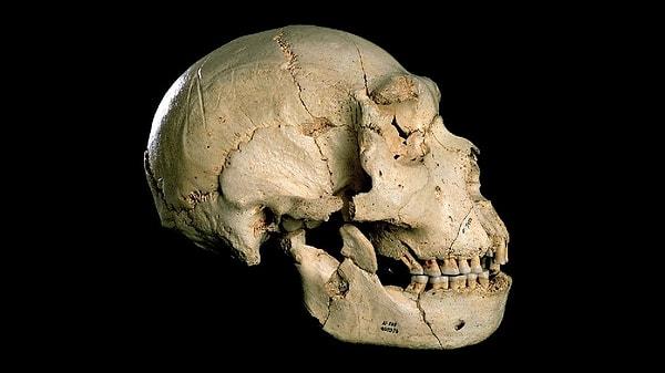 Dr. Pääbo ve meslektaşları 1997'de Neandertal DNA'sı üzerine ilk çalışması için 1856'da bir Alman taş ocağında keşfedilen bir kafatası başlığını deldiler.
