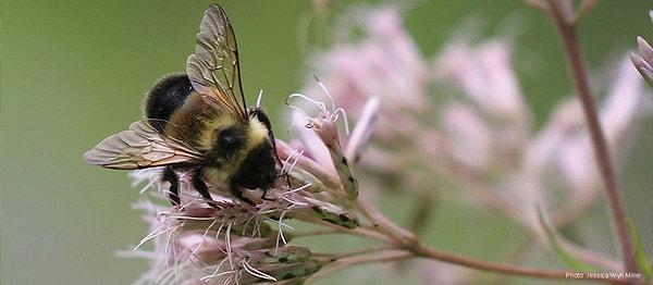 17. Bal arıları, insan yüzlerini tanıyabiliyor!