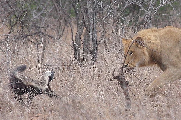 Şimdi siz aslana, leopara bu hayvan nasıl el kol yapıyor diyorsanız onu da hemen açıklayalım...