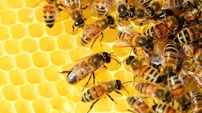 Doğadaki En İlginç Canlılardan Biri: Arılarla İlgili Birbirinden İlginç Bilgiler