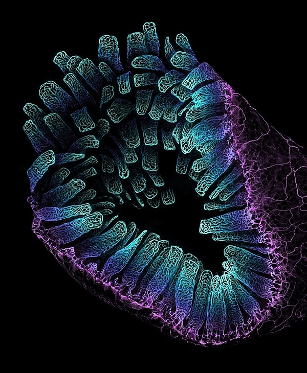 3rd Place - Blood vessel networks in the intestine of an adult mouse