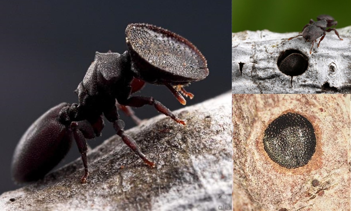 Close-Up Image Of An Ant Resembles A Demonic Face And It's Terrifying!